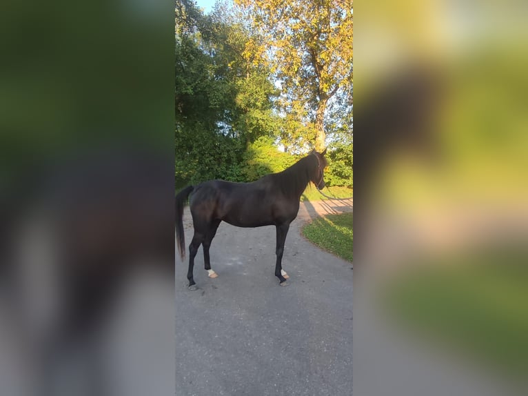 Volbloed Arabier Merrie 3 Jaar 148 cm Zwart in Ampfing