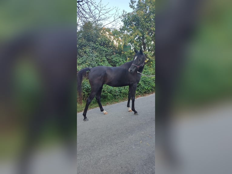 Volbloed Arabier Merrie 3 Jaar 148 cm Zwart in Ampfing