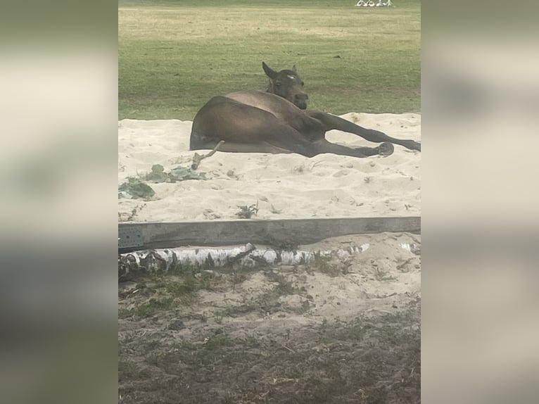 Volbloed Arabier Merrie 3 Jaar 150 cm Schimmel in WietzeWietze