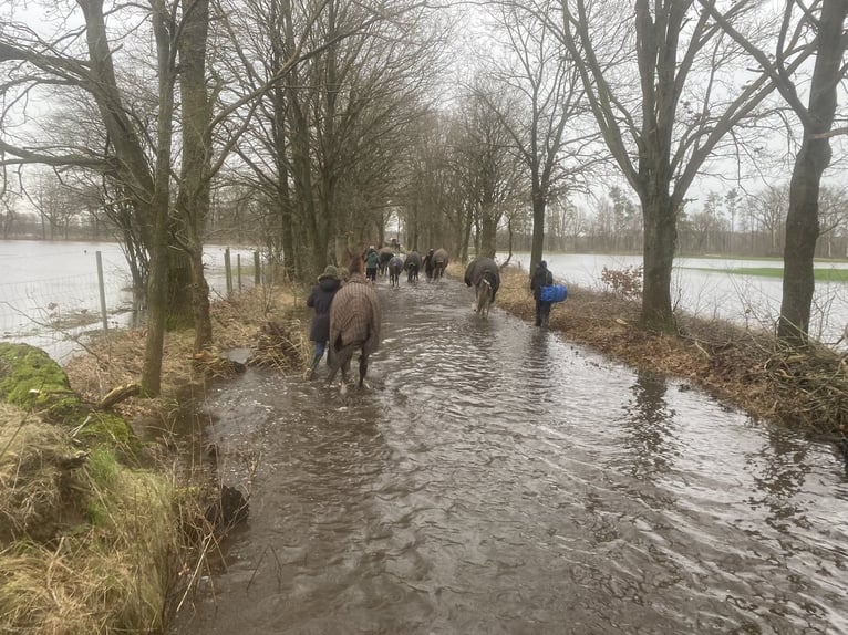 Volbloed Arabier Merrie 3 Jaar 150 cm Schimmel in WietzeWietze