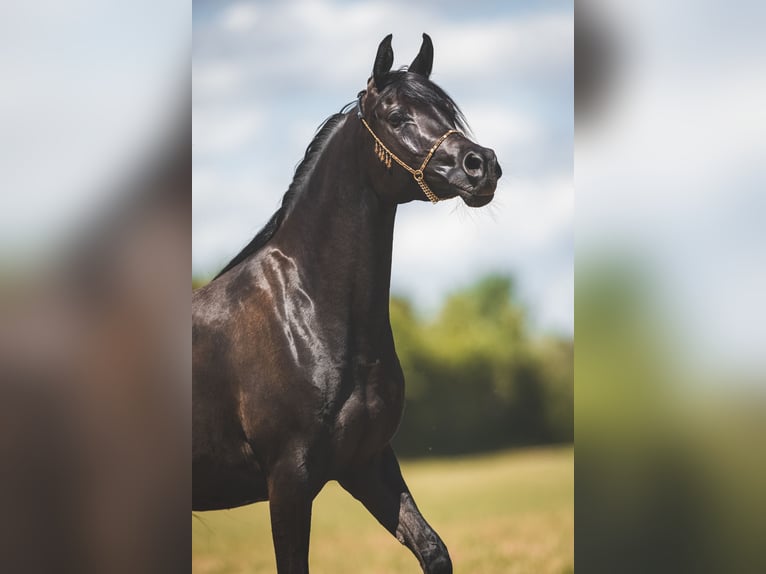 Volbloed Arabier Merrie 3 Jaar 150 cm Zwart in Rielasingen-Worblingen