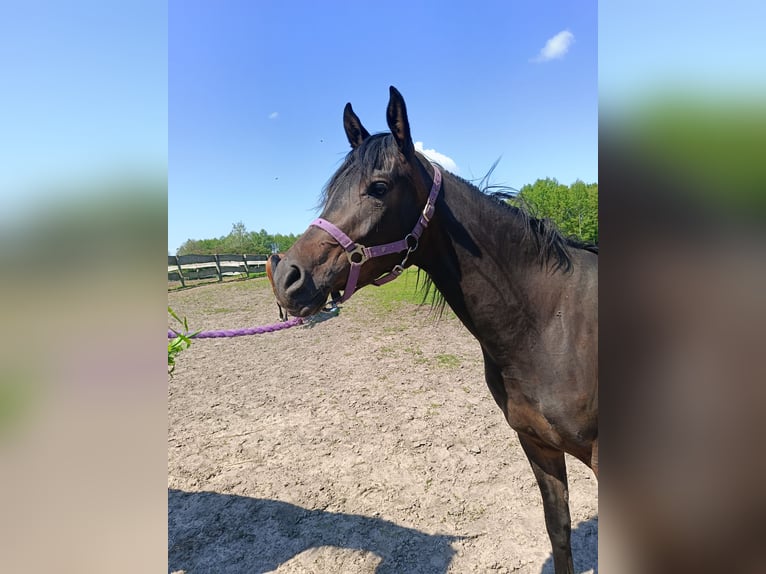 Volbloed Arabier Merrie 3 Jaar 150 cm Zwartbruin in Podg&#x142;&#x119;bokie