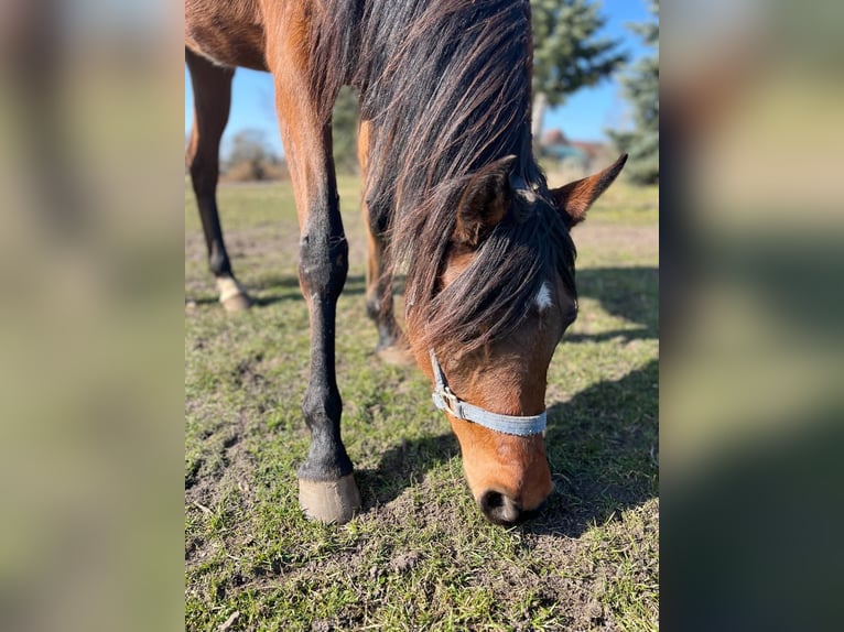 Volbloed Arabier Merrie 3 Jaar 152 cm Bruin in L&#xF6;wenberger Land