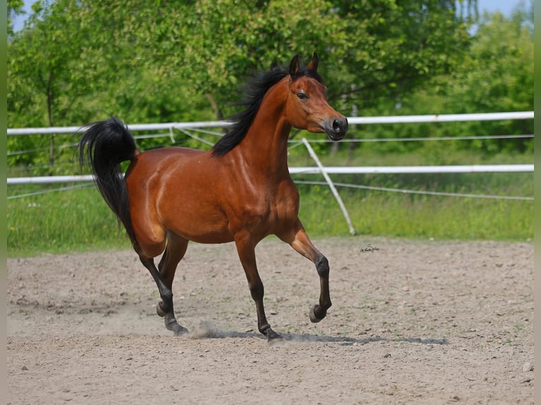 Volbloed Arabier Merrie 3 Jaar 152 cm Bruin in Lodz