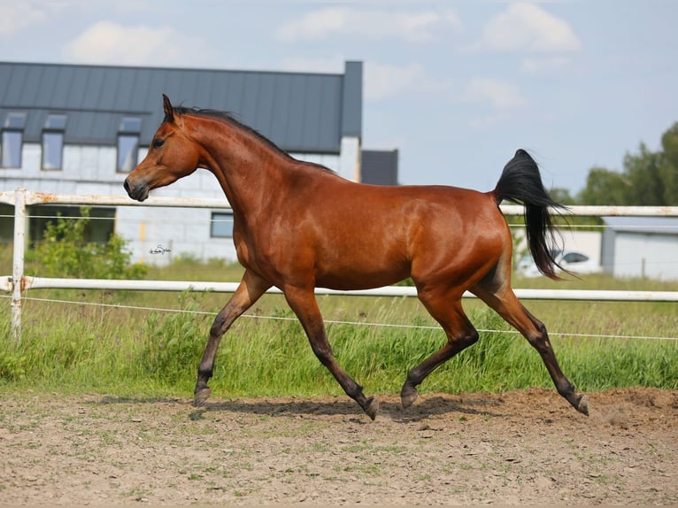Volbloed Arabier Merrie 3 Jaar 152 cm Bruin in Lodz
