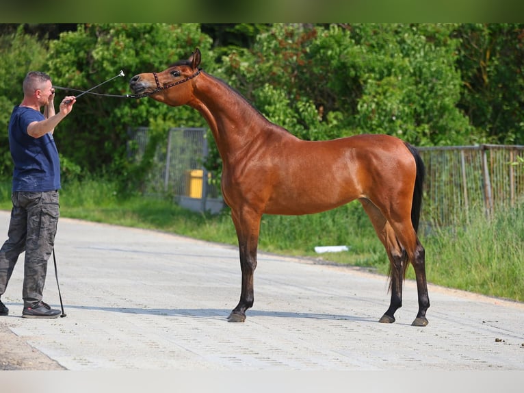 Volbloed Arabier Merrie 3 Jaar 152 cm Bruin in Lodz