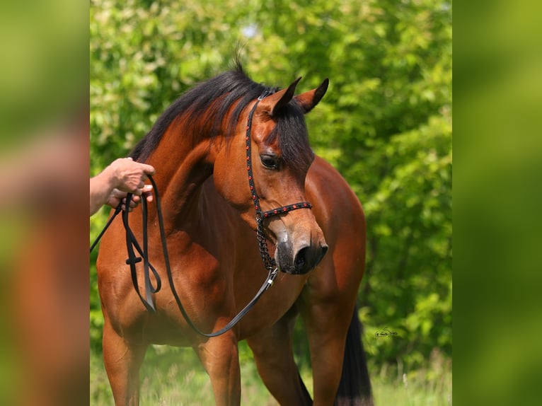 Volbloed Arabier Merrie 3 Jaar 152 cm Bruin in Lodz