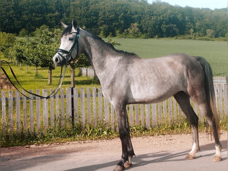 Volbloed Arabier Merrie 3 Jaar 152 cm Schimmel in Kirchworbis