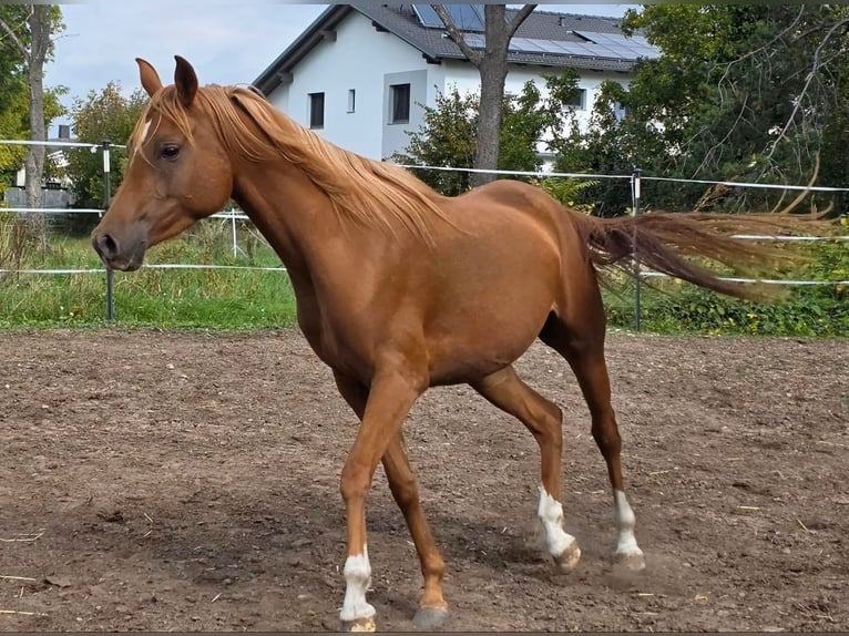 Volbloed Arabier Merrie 3 Jaar 152 cm Vos in Theresienfeld