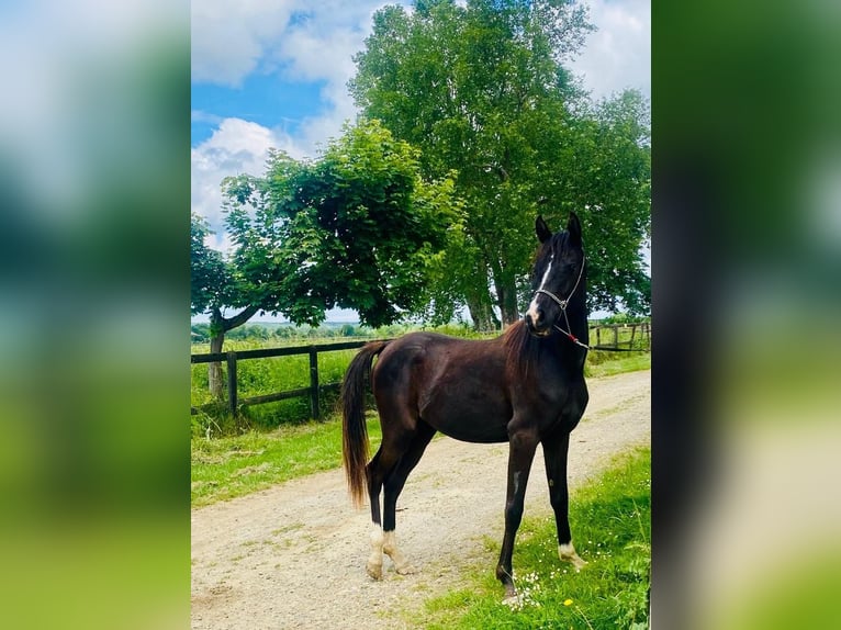 Volbloed Arabier Merrie 3 Jaar 152 cm Zwart in Gers