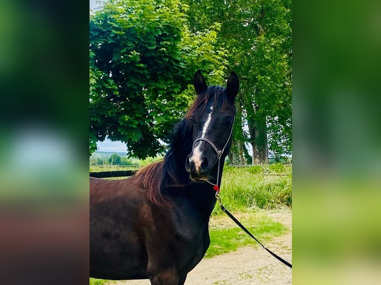 Volbloed Arabier Merrie 3 Jaar 152 cm Zwart in Gers