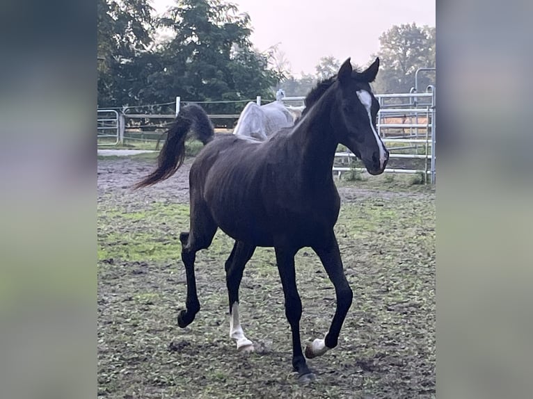 Volbloed Arabier Merrie 3 Jaar 152 cm Zwart in Ligetfalva