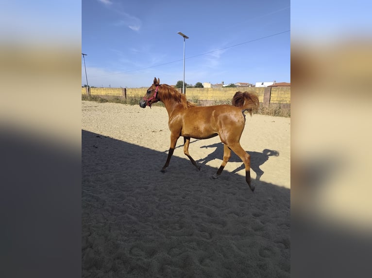 Volbloed Arabier Merrie 3 Jaar 153 cm Vos in Albala