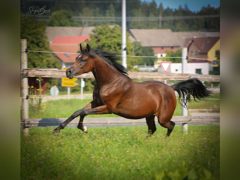 Volbloed Arabier Merrie 3 Jaar 154 cm Bruin in Moosbach