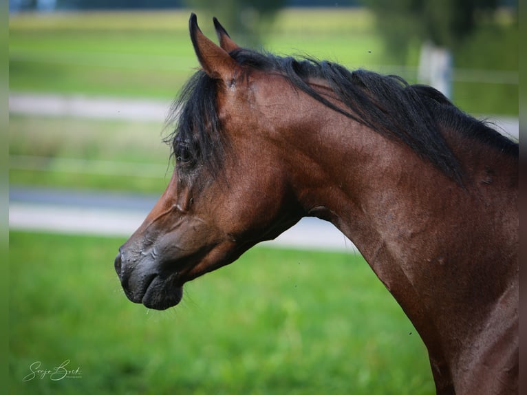 Volbloed Arabier Merrie 3 Jaar 154 cm Bruin in Moosbach