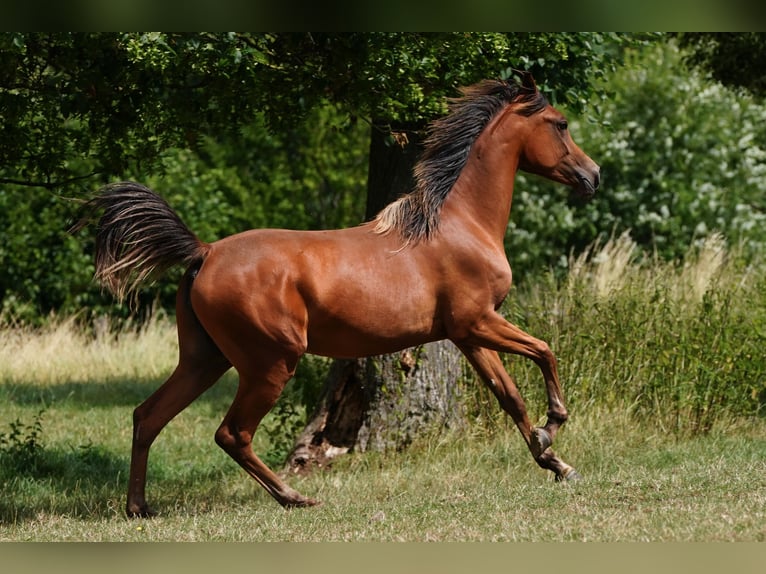 Volbloed Arabier Merrie 3 Jaar 154 cm Bruin in Gemünden (Felda)