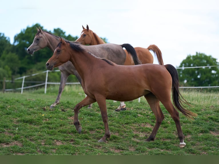Volbloed Arabier Merrie 3 Jaar 154 cm Bruin in Gem&#xFC;nden (Felda)