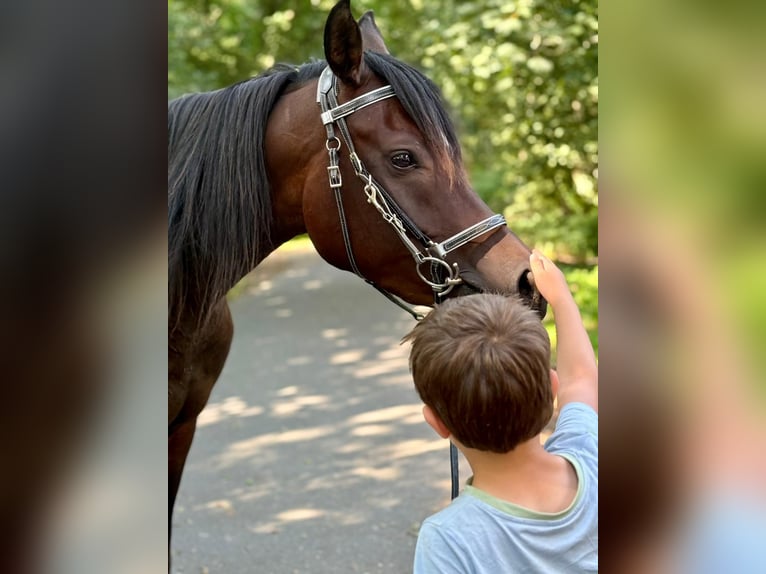 Volbloed Arabier Merrie 3 Jaar 154 cm Donkerbruin in Wangerland Hohenkirchen