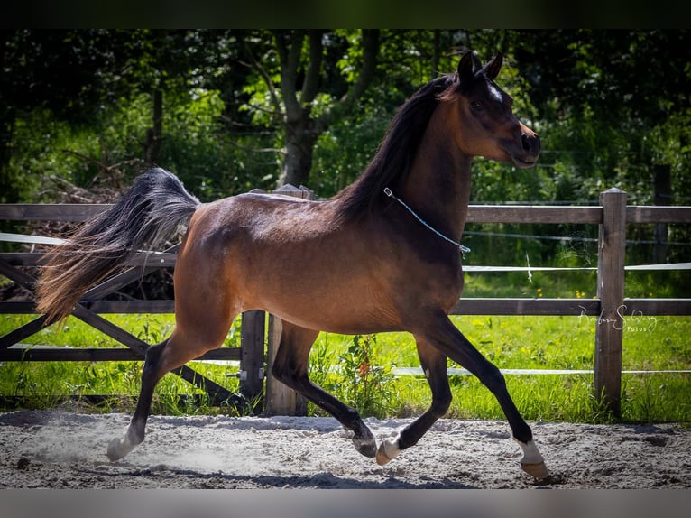 Volbloed Arabier Merrie 3 Jaar 154 cm Donkerbruin in Wangerland Hohenkirchen