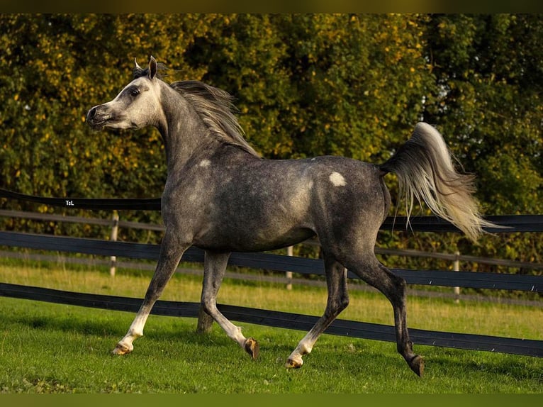 Volbloed Arabier Merrie 3 Jaar 154 cm Schimmel in Amtzell