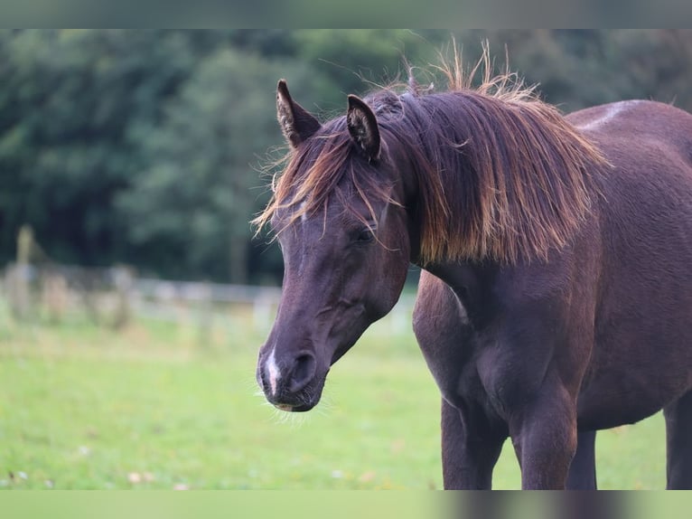 Volbloed Arabier Merrie 3 Jaar 154 cm Zwart in Mariagerfjord