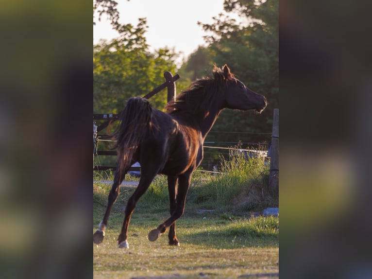 Volbloed Arabier Merrie 3 Jaar 154 cm Zwart in Mariagerfjord