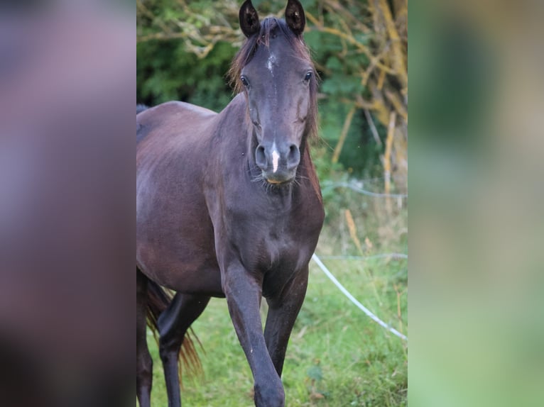 Volbloed Arabier Merrie 3 Jaar 154 cm Zwart in Mariagerfjord
