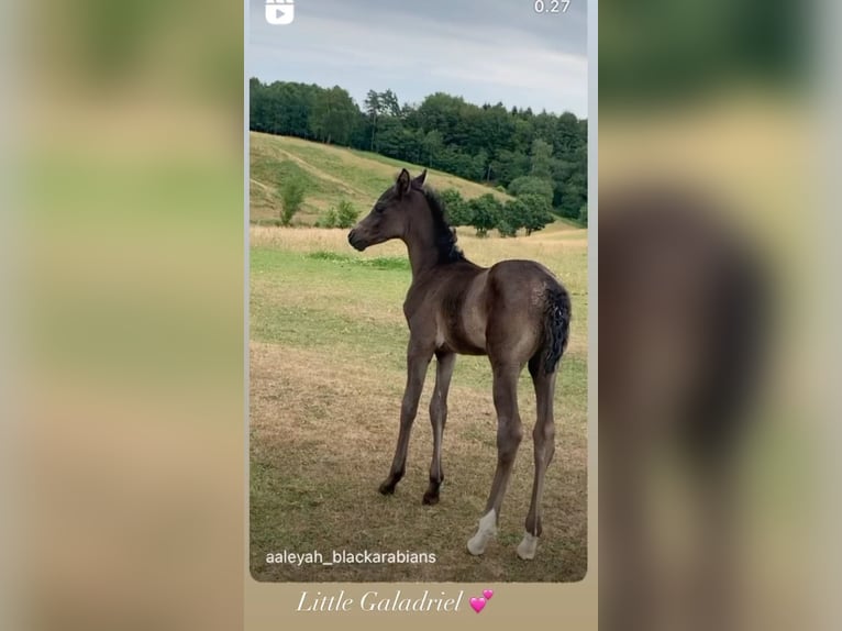 Volbloed Arabier Merrie 3 Jaar 154 cm Zwart in Mariagerfjord