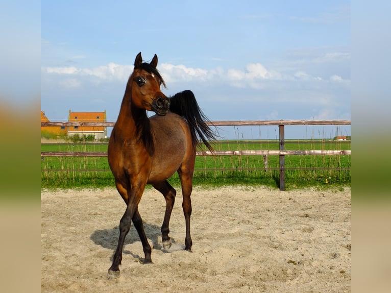 Volbloed Arabier Merrie 3 Jaar 155 cm Donkerbruin in Hollum