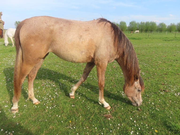 Volbloed Arabier Merrie 3 Jaar 155 cm in Beveren