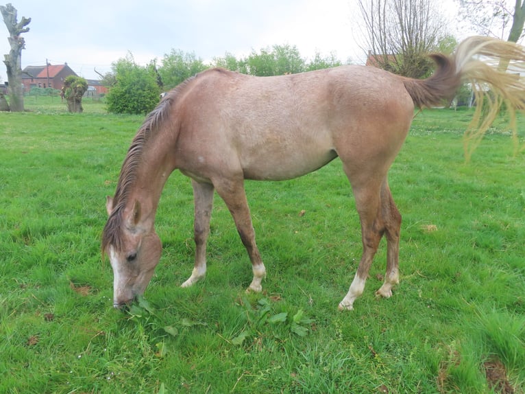 Volbloed Arabier Merrie 3 Jaar 155 cm in Beveren