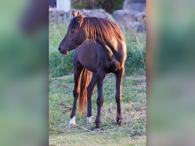 Volbloed Arabier Merrie 3 Jaar 155 cm Zwart in Mariagerfjord