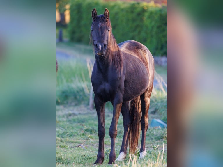 Volbloed Arabier Merrie 3 Jaar 155 cm Zwart in Mariagerfjord