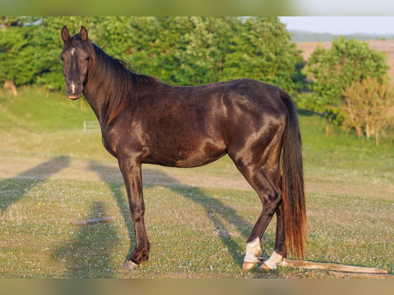 Volbloed Arabier Merrie 3 Jaar 155 cm Zwart in Mariagerfjord
