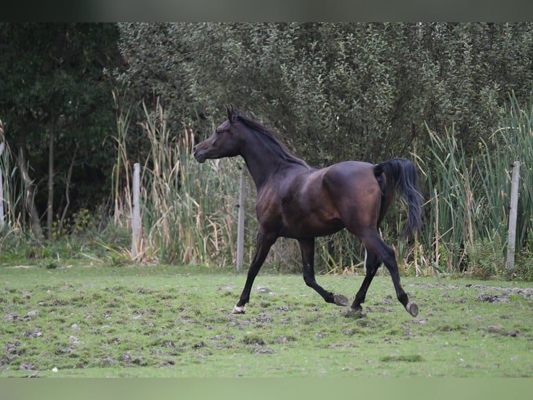 Volbloed Arabier Merrie 3 Jaar 155 cm Zwartbruin in Be&#x142;&#x17C;yce