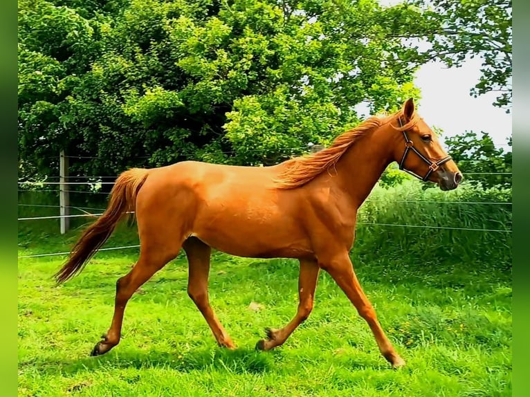 Volbloed Arabier Mix Merrie 3 Jaar 156 cm Vos in Bredstedt