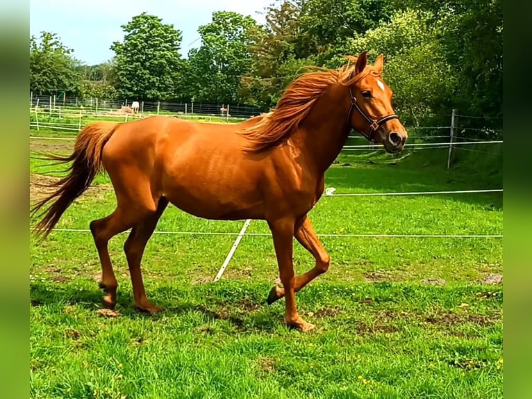 Volbloed Arabier Mix Merrie 3 Jaar 156 cm Vos in Bredstedt