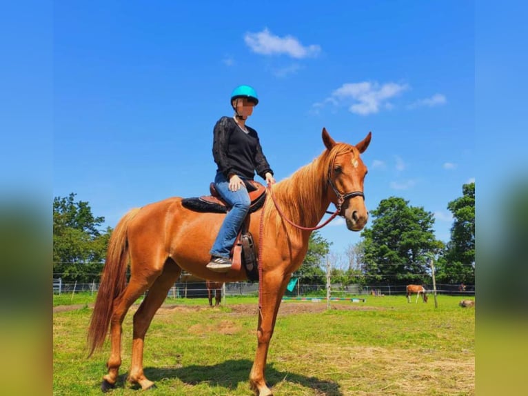 Volbloed Arabier Mix Merrie 3 Jaar 156 cm Vos in Bredstedt