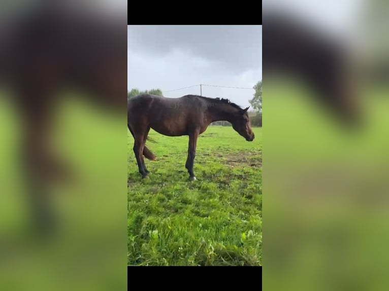 Volbloed Arabier Merrie 3 Jaar 157 cm Bruin in La chapelle aux saints