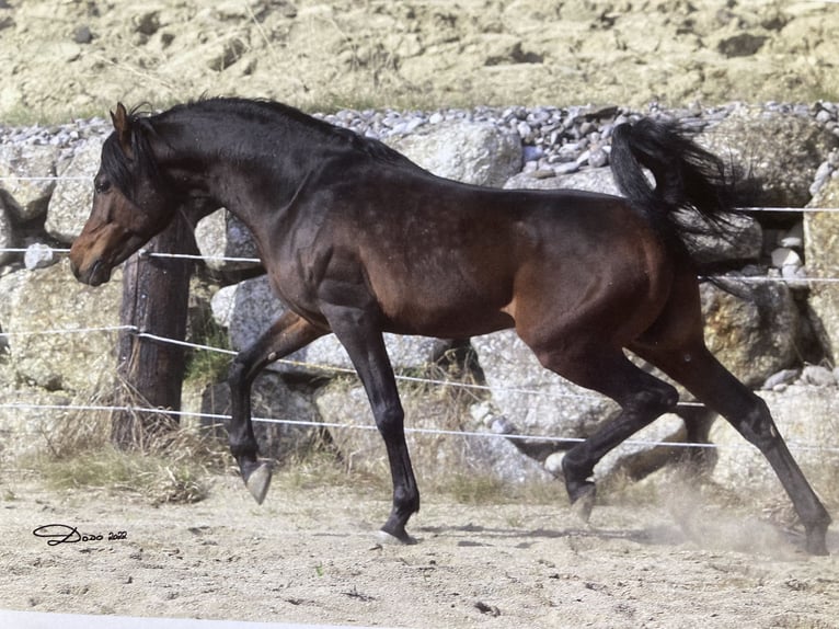 Volbloed Arabier Merrie 3 Jaar 158 cm Bruin in Theras