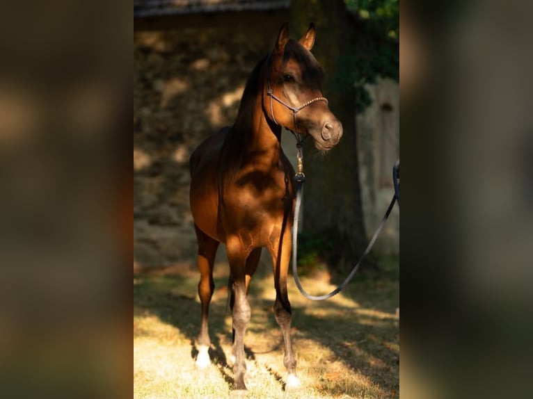 Volbloed Arabier Merrie 3 Jaar 158 cm Bruin in Theras