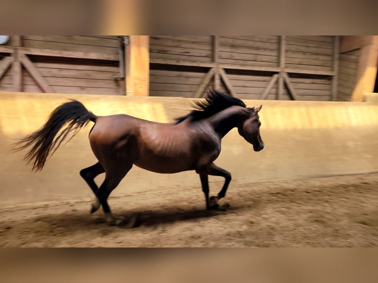 Volbloed Arabier Merrie 3 Jaar Bruin in Hetzenhausen