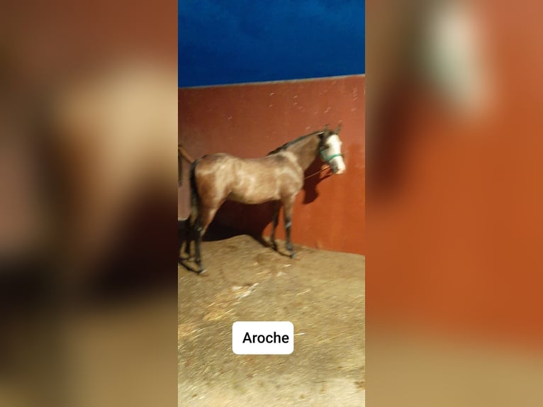 Volbloed Arabier Merrie 4 Jaar 143 cm Schimmel in Albala