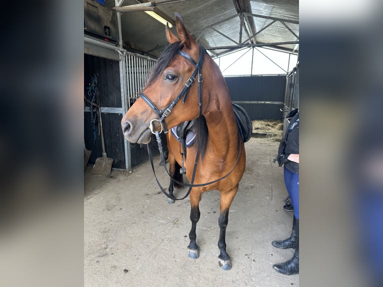 Volbloed Arabier Merrie 4 Jaar 144 cm Roodbruin in Chairière