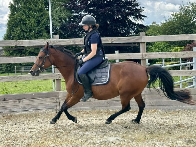 Volbloed Arabier Merrie 4 Jaar 144 cm Roodbruin in Chairière