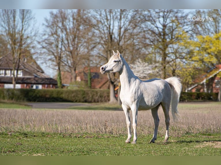 Volbloed Arabier Merrie 4 Jaar 146 cm Schimmel in Meinersen