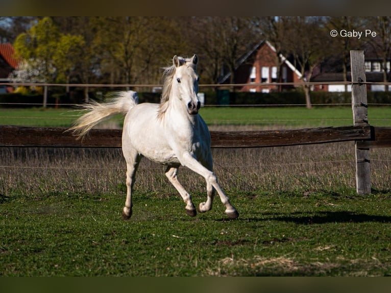 Volbloed Arabier Merrie 4 Jaar 146 cm Schimmel in Meinersen
