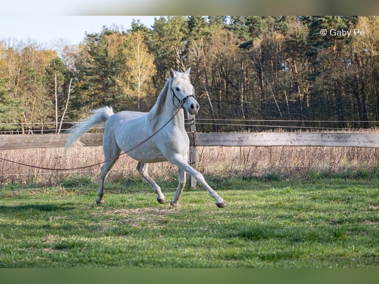 Volbloed Arabier Merrie 4 Jaar 146 cm Schimmel in Meinersen