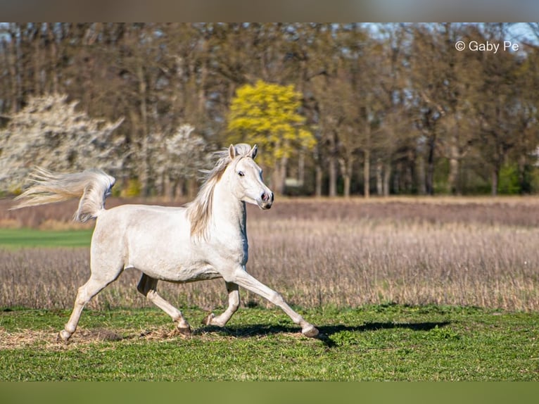 Volbloed Arabier Merrie 4 Jaar 146 cm Schimmel in Meinersen