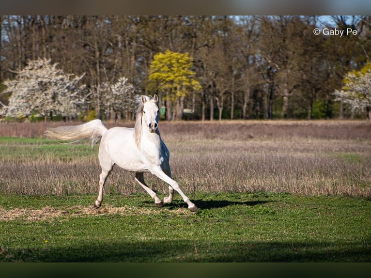 Volbloed Arabier Merrie 4 Jaar 146 cm Schimmel in Meinersen